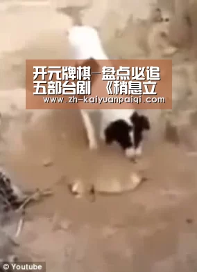 开元牌棋-盘点必追五部台剧 《稍息立正我爱你》吹起校园纯爱风(图2) 开元牌棋
